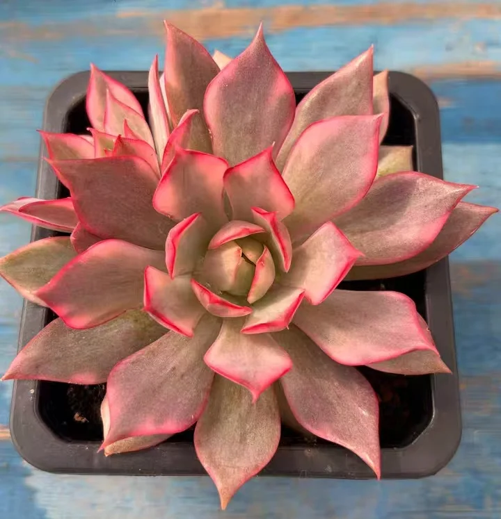 plant Aeonium Echeveria Haworthia  Caudex  Lithops Cactus  Agave 