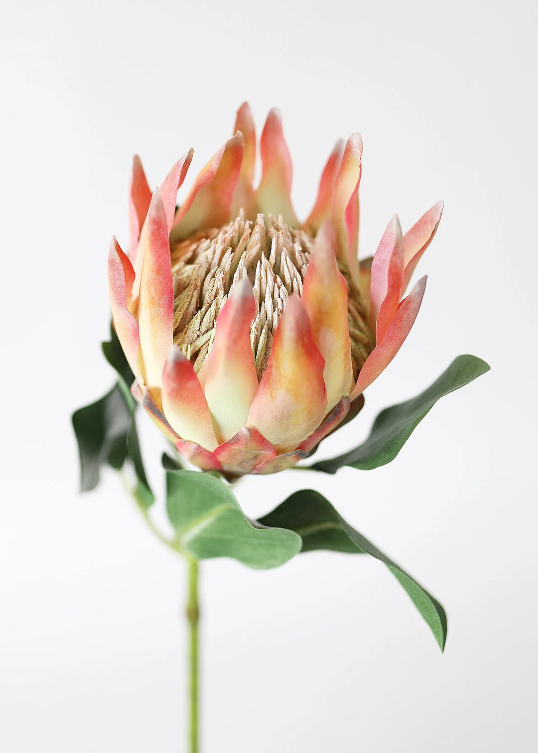 Coral Yellow Artificial King Protea - 29"