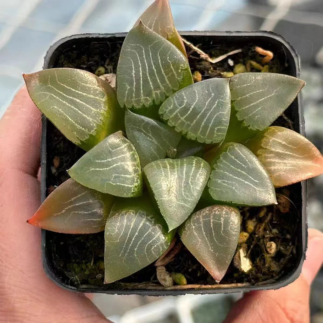 plant Aeonium Echeveria Haworthia  Caudex  Lithops Cactus  Agave 