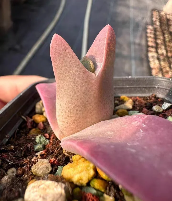 plant Aeonium Echeveria Haworthia  Caudex  Lithops Cactus  Agave 