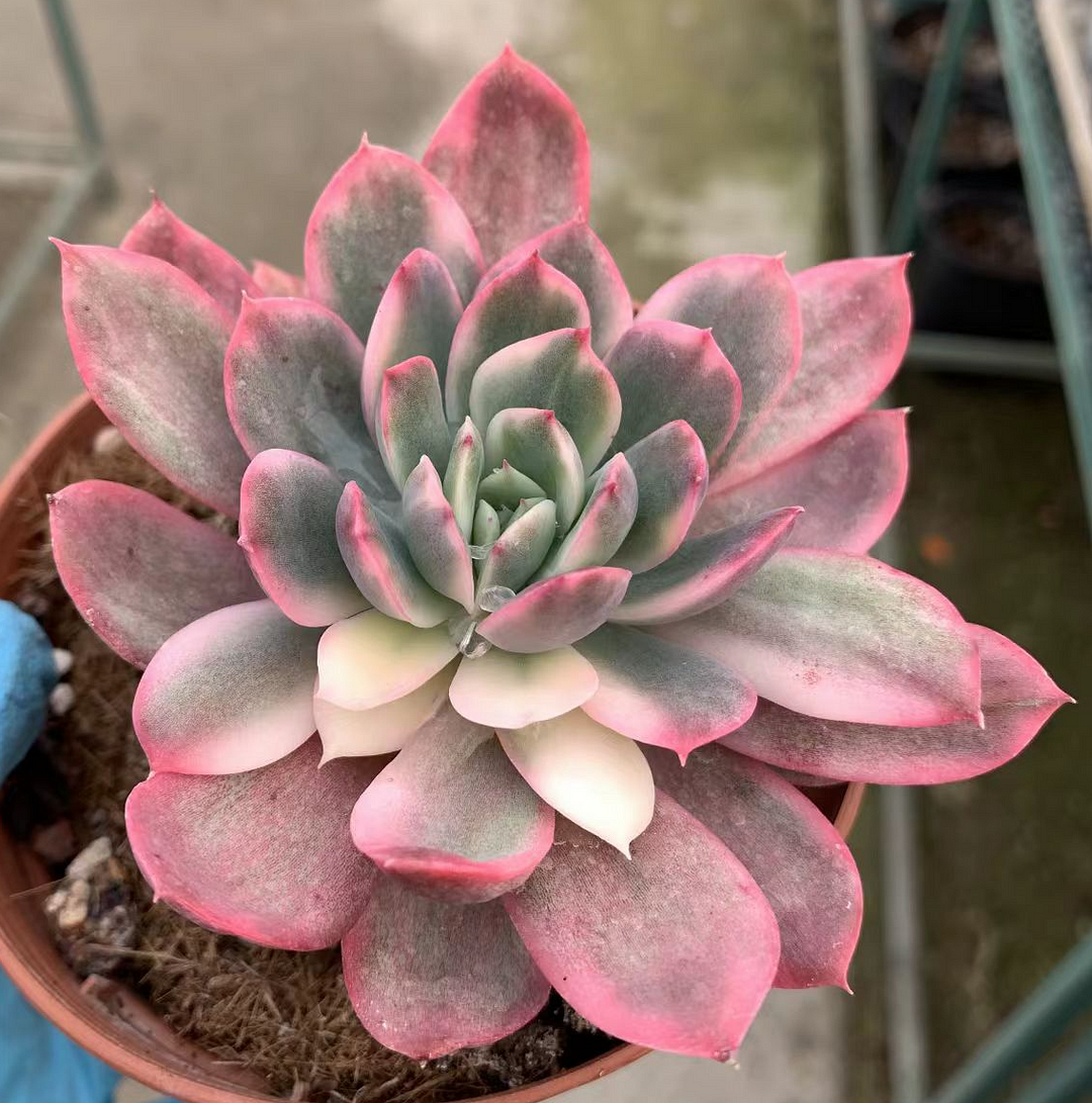 plant Aeonium Echeveria Haworthia  Caudex  Lithops Cactus  Agave 