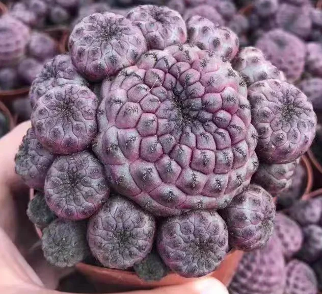 plant Aeonium Echeveria Haworthia  Caudex  Lithops Cactus  Agave 