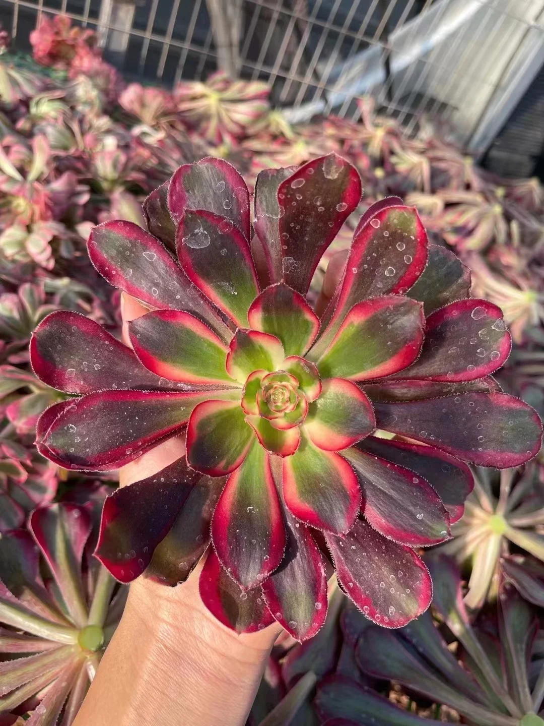 335.   Lina   single head and cutting / Aeonium / Succulent plants / Garden landscape / Carefully select healthy plants