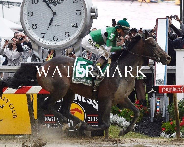 EXAGGERATOR 2016 Preakness Winner Horse 8 x 10 Photo Poster painting Horse Racing