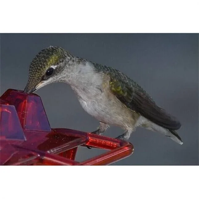 🎉 Last Day Promotion-50% OFF 🎉 Sweety Hummingbird Feeder