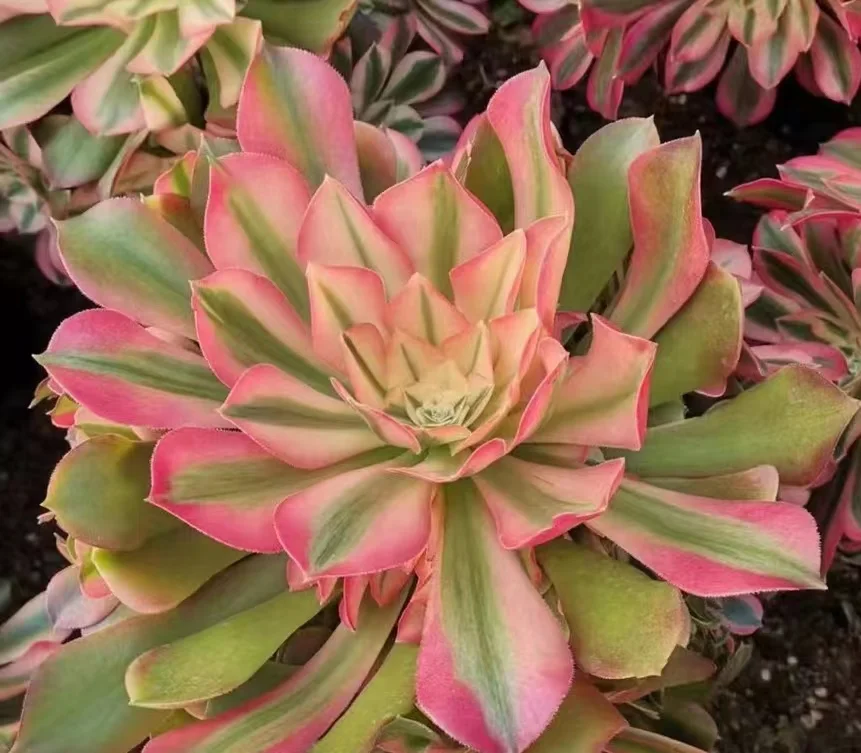 plant Aeonium Echeveria Haworthia  Caudex  Lithops Cactus  Agave 