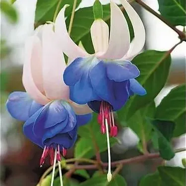🧚🏼Fuchsia Flowers Seeds-Dancing Elf🪴Bonsai
