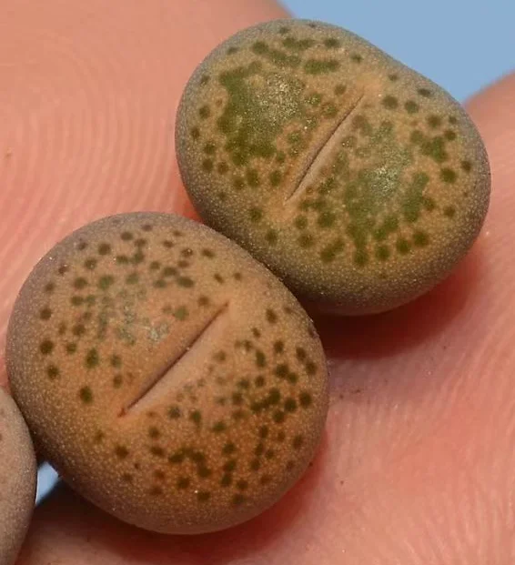 plant Aeonium Echeveria Haworthia  Caudex  Lithops Cactus  Agave 