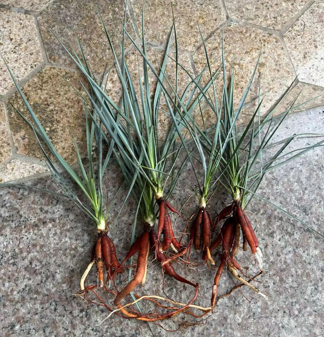 plant Aeonium Echeveria Haworthia  Caudex  Lithops Cactus  Agave 