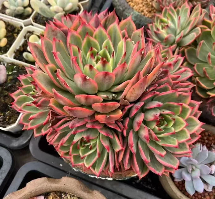 plant Aeonium Echeveria Haworthia  Caudex  Lithops Cactus  Agave 