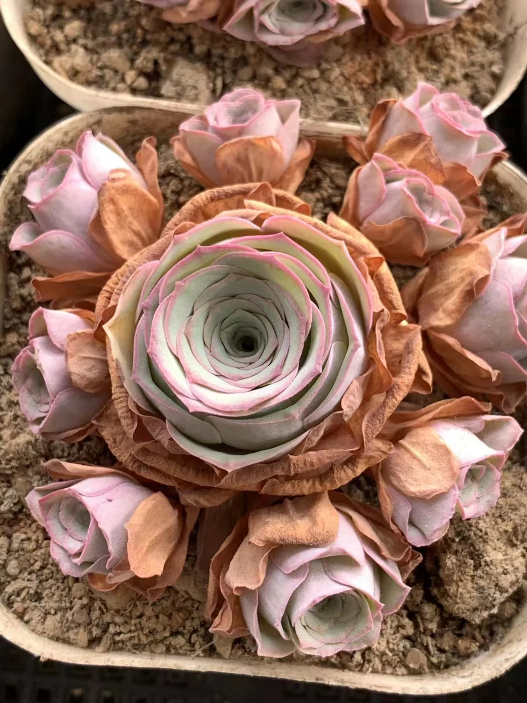 plant Aeonium Echeveria Haworthia  Caudex  Lithops Cactus  Agave 