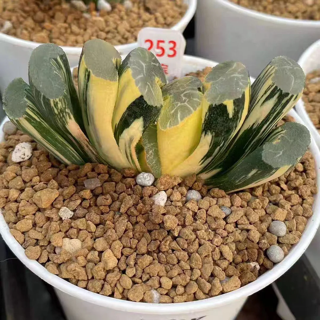 fd3.Haworthiatruncata'Onawa',offset 5-6cm/ Haworthia / Succulent plants / Garden landscape / Carefully select healthy plants