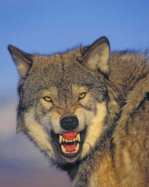 

Mad Wolf – Paint By Numbers - 40*50CM, 501 Original
