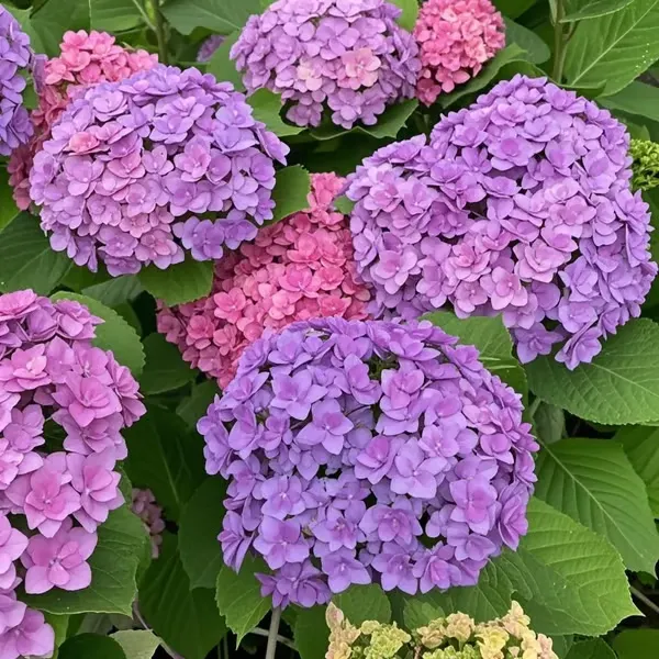 🔥 Limited Edition! Red, White & Blue Hydrangeas for America’s 250th 🇺🇸