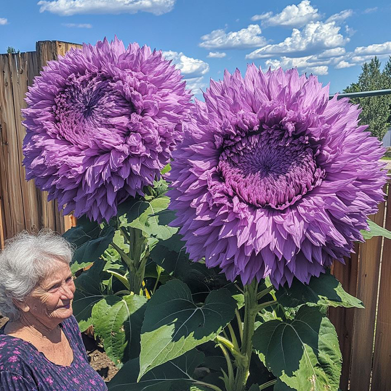 Enchanting Giant Teddy Bear Sunflower