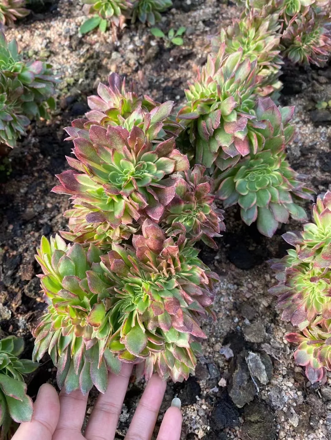 plant Aeonium Echeveria Haworthia  Caudex  Lithops Cactus  Agave 