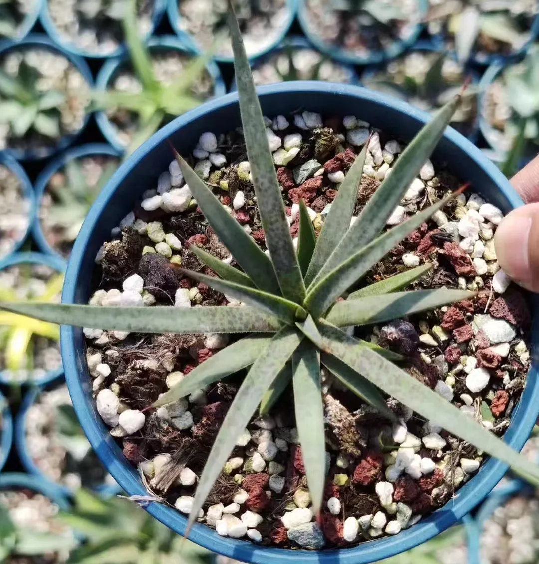plant Aeonium Echeveria Haworthia  Caudex  Lithops Cactus  Agave 