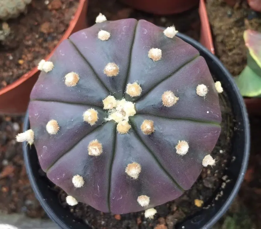 plant Aeonium Echeveria Haworthia  Caudex  Lithops Cactus  Agave 
