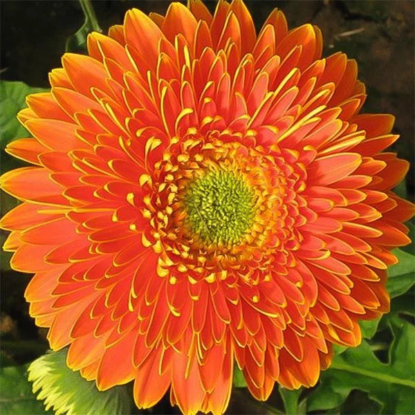 Orange Double Gerbera Flower Seed, Sun Flower