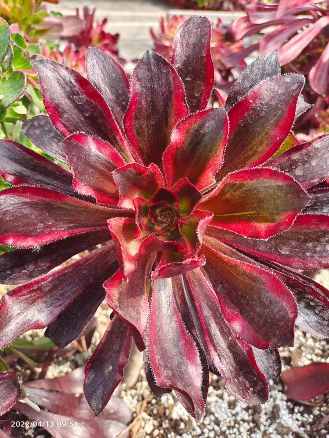 plant Aeonium Echeveria Haworthia  Caudex  Lithops Cactus  Agave 