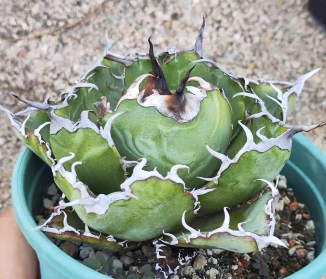 plant Aeonium Echeveria Haworthia  Caudex  Lithops Cactus  Agave 