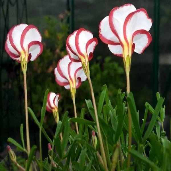 CANDY CANE OXALIS VERSICOLOR PLANT SEEDS