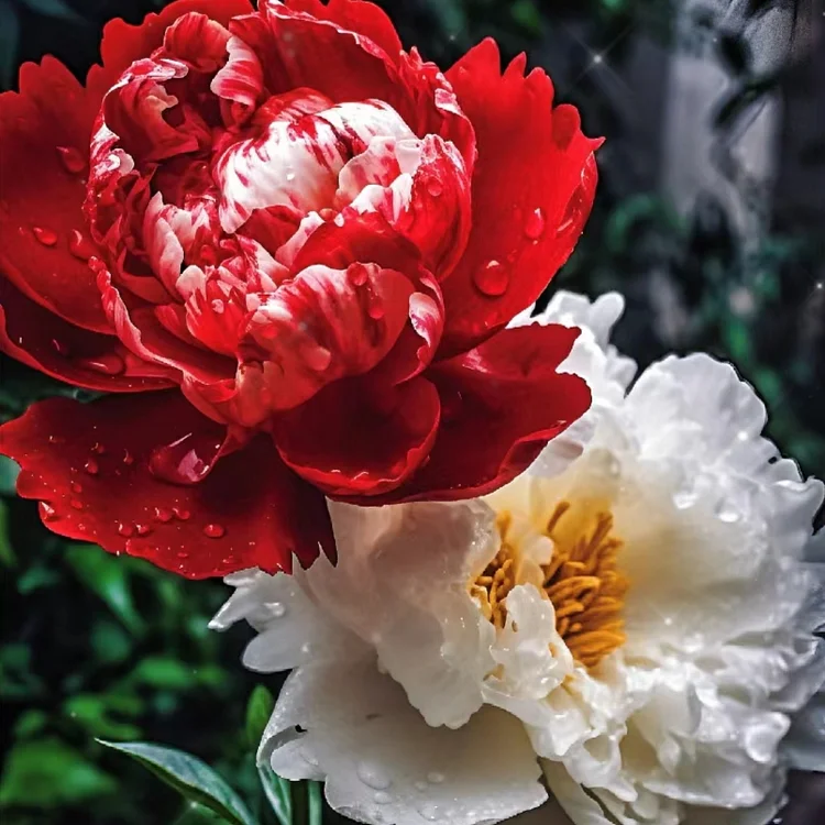 Chinese Peony Seeds for Home Garden