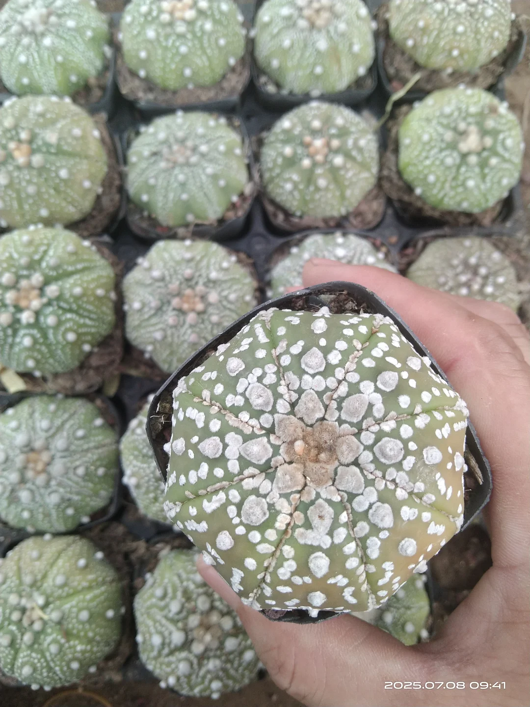 plant Aeonium Echeveria Haworthia  Caudex  Lithops Cactus  Agave 