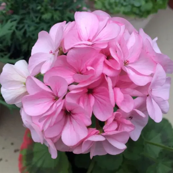 ✨Geranium – The Colorful and Cheerful Fairy of Your Balcony!