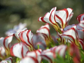 CANDY CANE OXALIS VERSICOLOR PLANT SEEDS