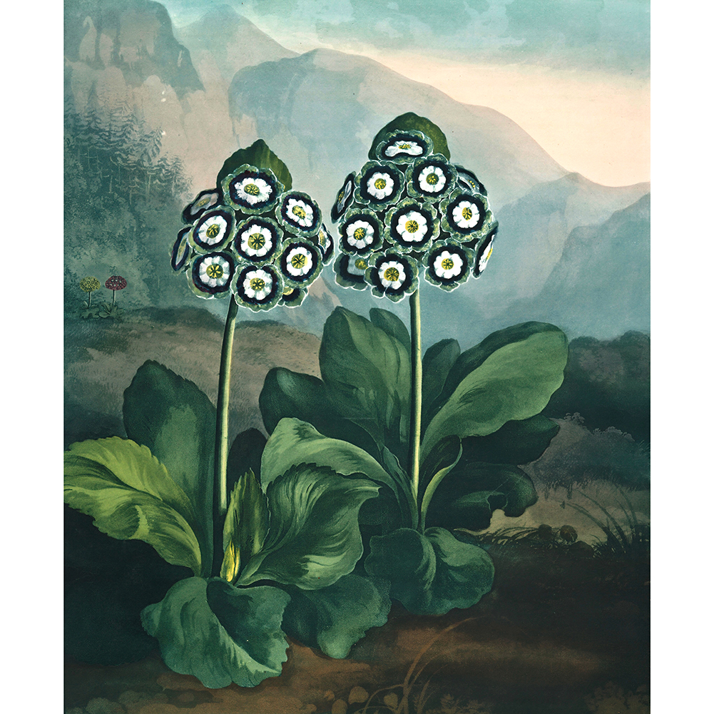 

Fresh Plant - 1000 Pieces Jigsaw Puzzle, 501 Original