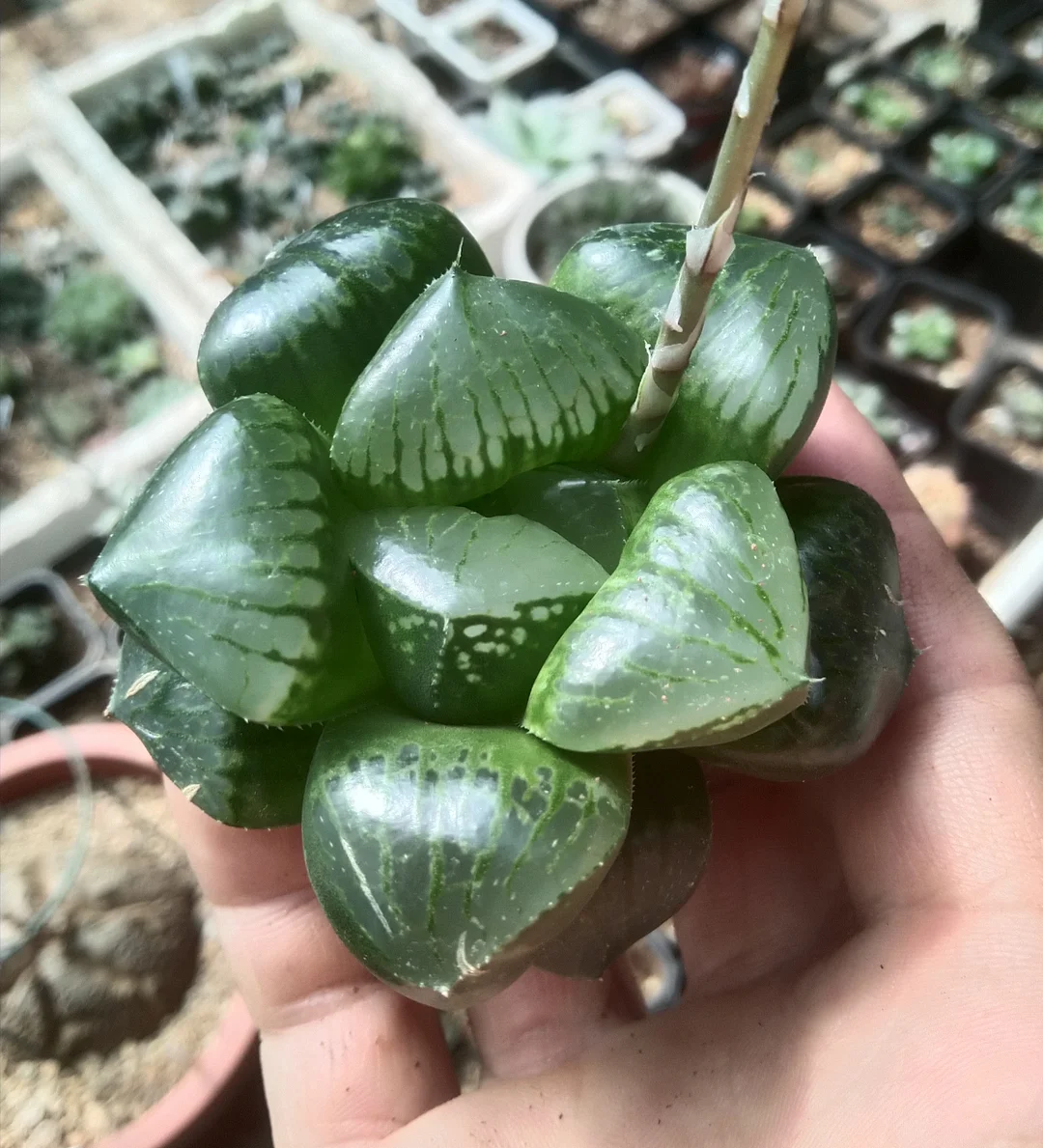 1168.Sun moon lake sp 4-5cm/Haworthia/ Succulent plants / Garden landscape / Carefully select healthy plants