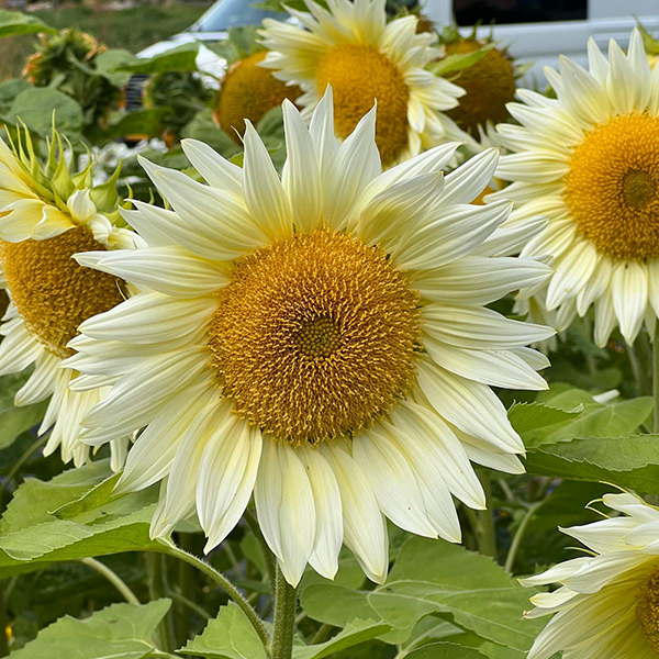 Creamy white gerbera flower seeds, sunflower