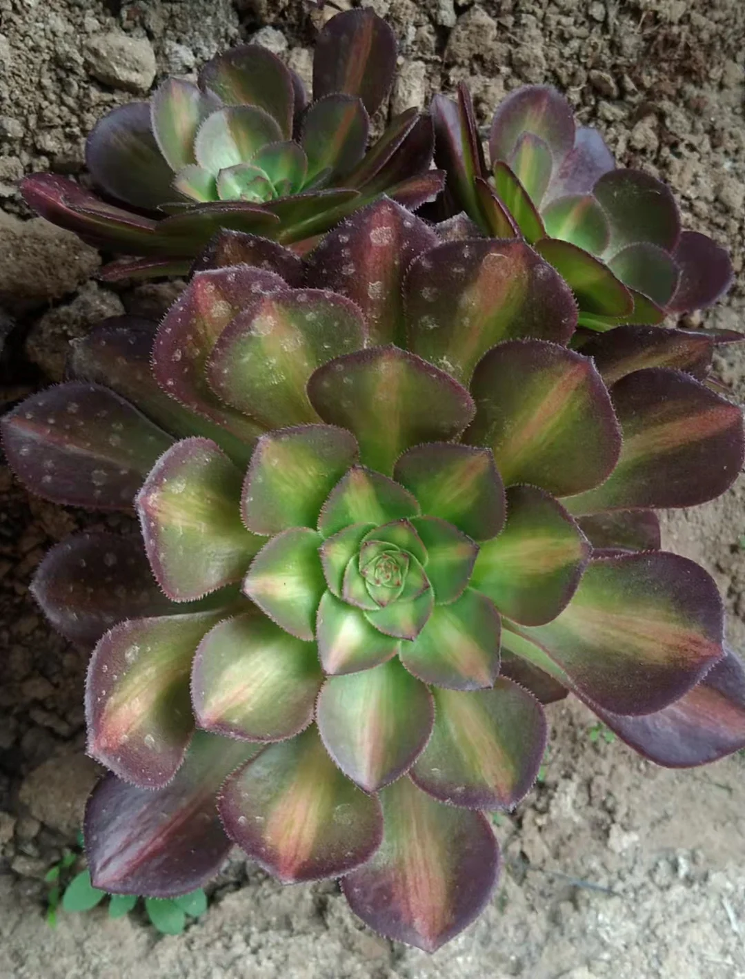 plant Aeonium Echeveria Haworthia  Caudex  Lithops Cactus  Agave 