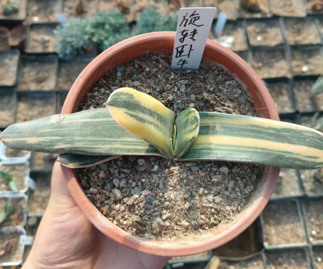 onestock.Rotation Gasteriea armstrongii f.variegata 12cm/ Haworthia/ Succulent plants / Garden landscape / Carefully select healthy plants