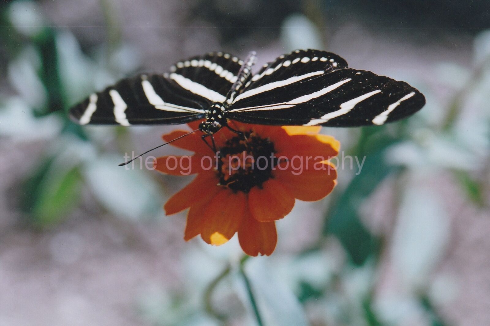 B + W Butterfly FOUND Photo Poster paintingGRAPH ColorOriginal Snapshot 810 30 L