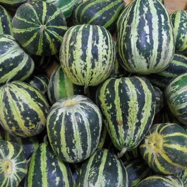 Ice Sugar Melon Seeds &ndash; Sweet, Easy, High-Yielding!