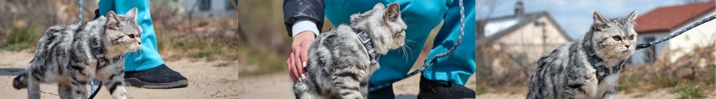salfse cat harness