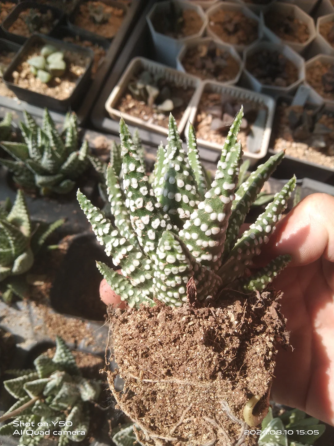 plant Aeonium Echeveria Haworthia  Caudex  Lithops Cactus  Agave 