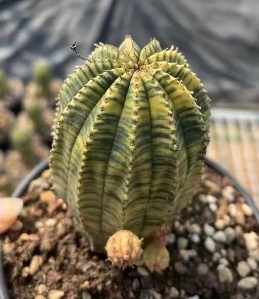 plant Aeonium Echeveria Haworthia  Caudex  Lithops Cactus  Agave 