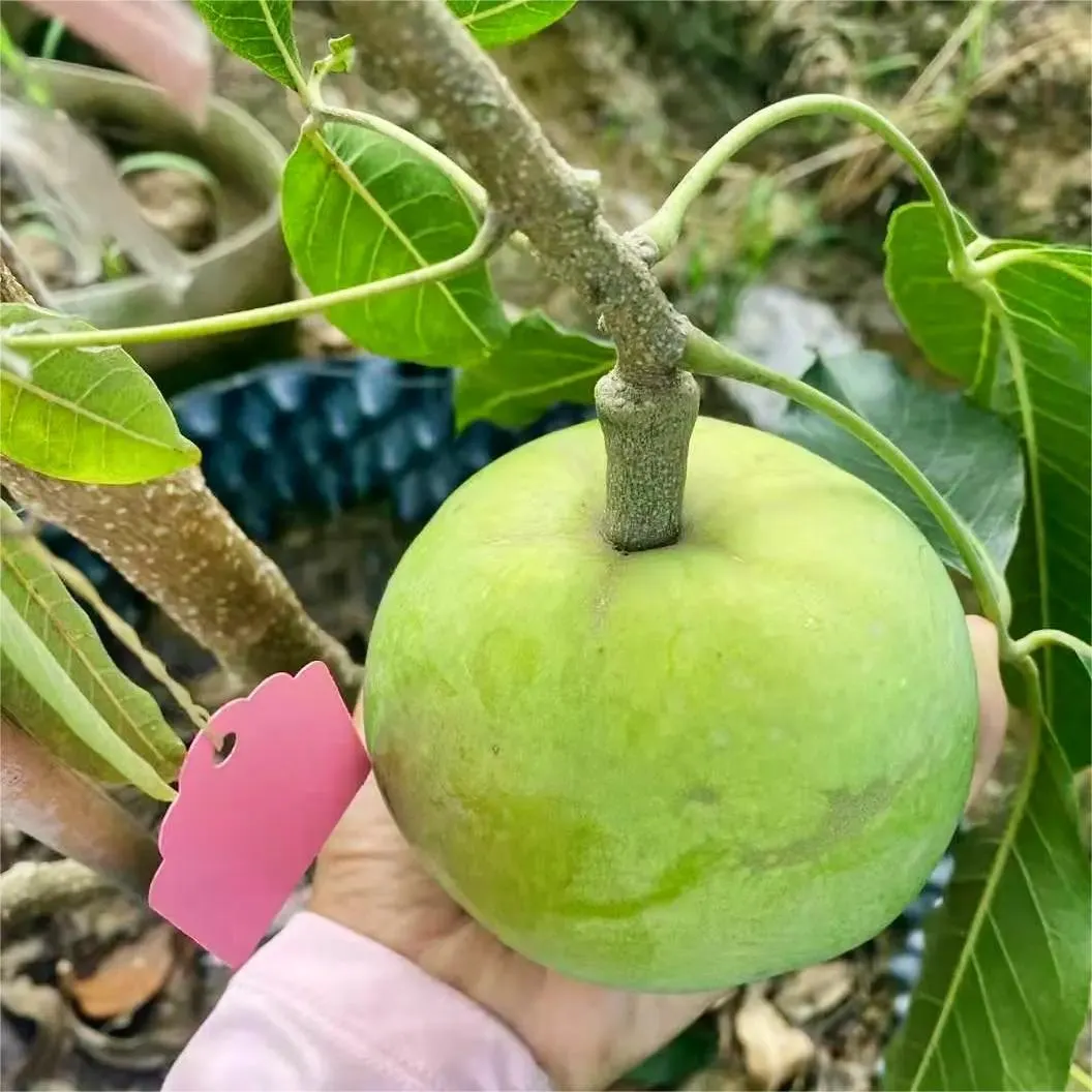 🍨 Ice Cream Fruit – White Persimmon 🍃Seeds