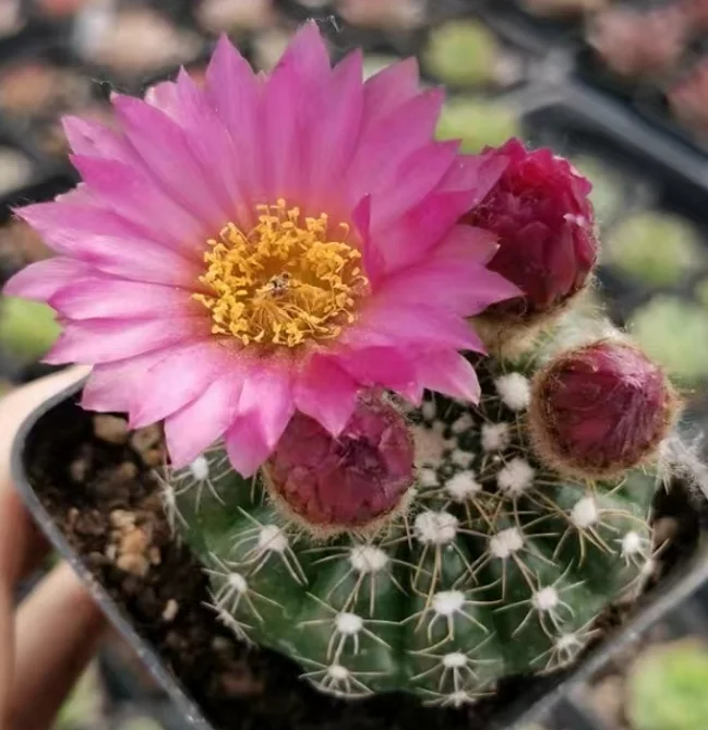 plant Aeonium Echeveria Haworthia  Caudex  Lithops Cactus  Agave 