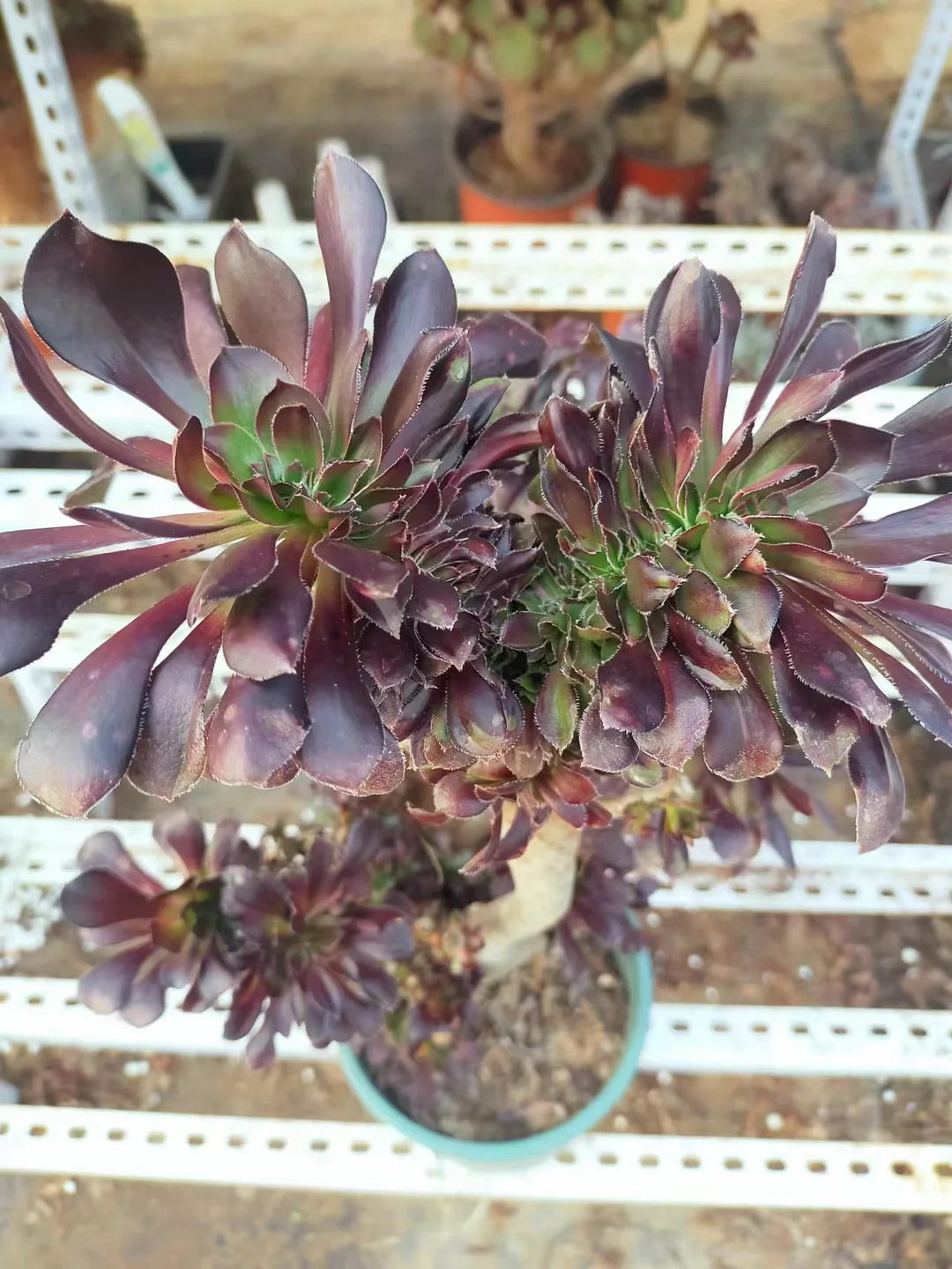 plant Aeonium Echeveria Haworthia  Caudex  Lithops Cactus  Agave 