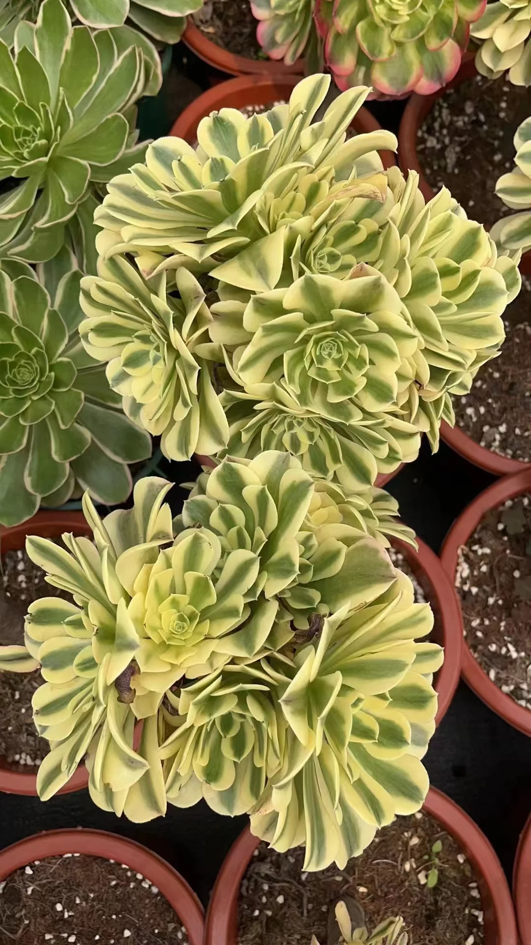 plant Aeonium Echeveria Haworthia  Caudex  Lithops Cactus  Agave 