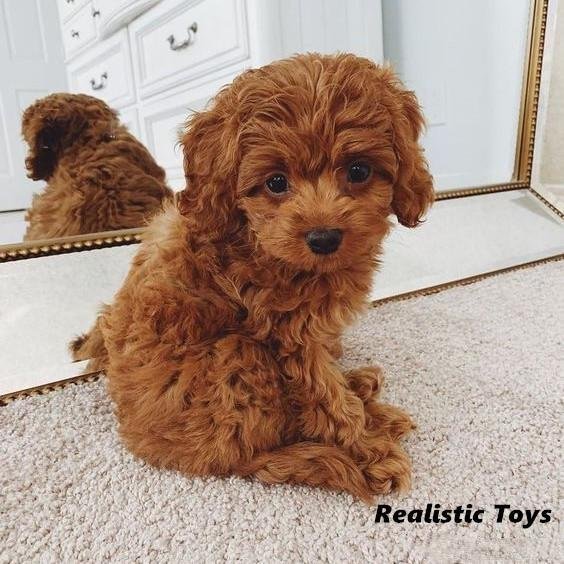 emma recuero realistic teddy dog