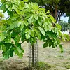 6 Pcs Tree Trunk Protector Metal Plant Guard Protectors with Zip Ties & Stakes