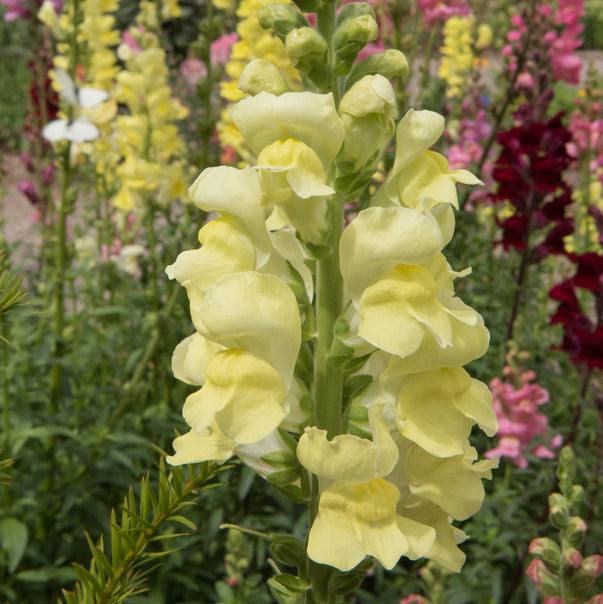 Snapdragon Cannes Lemon Flower | X 50 Seeds
