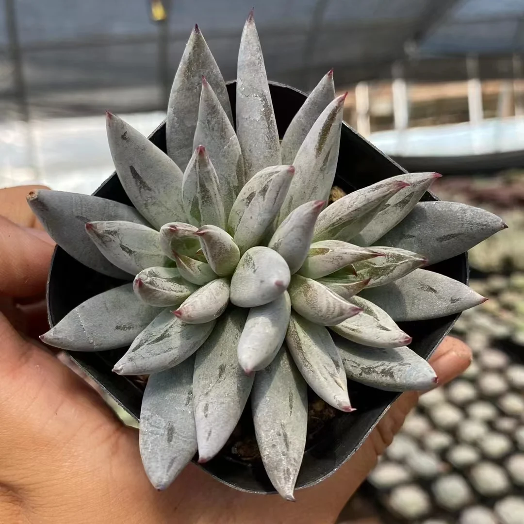 plant Aeonium Echeveria Haworthia  Caudex  Lithops Cactus  Agave 