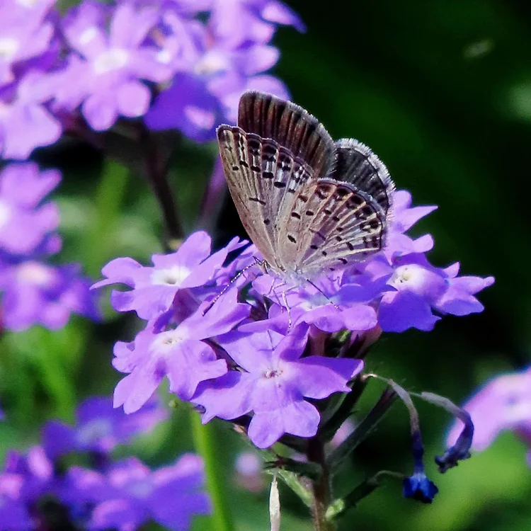 Spring New😍Moss Verbena(South American Mock Vervain)