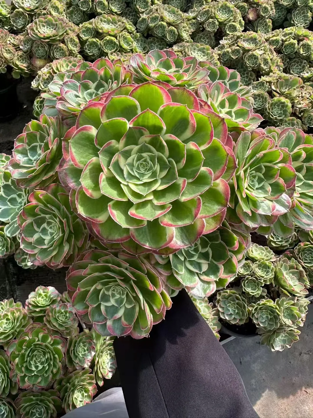 plant Aeonium Echeveria Haworthia  Caudex  Lithops Cactus  Agave 